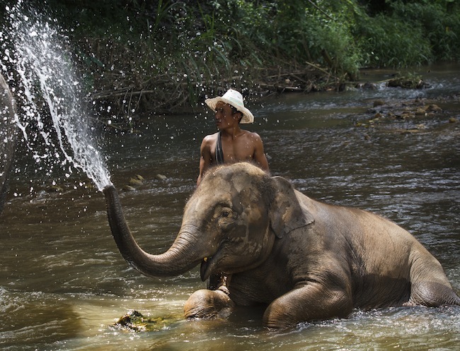 CHIANG MAI, THAILAND - Aug. 24: Daily elephants bath at The Mae-Pin Elephant Camp, mahouts bath and clean the elephants in the the river , August 24, 2014 in Chiangmai, Thailand.